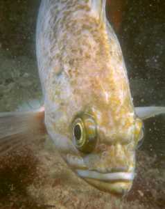Metridium Fields, Monterey